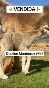 16K views · 237 reactions | ⚜️⚜️⚜️V E N D I D A ⚜️⚜️⚜️ se va esta hermosa potrancona Gipsi vanner su destino el estado de Nuevo León para el Sr. Carlos Vera ya será entregada a su destete #yeguadaHP #london #lomasviral #videostar #reel | Yeguada Hacienda Peña Caballos frisones | Facebook