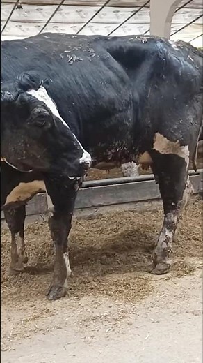 Cow with Abscess Takes a Brave Walk: Incredible Farm Recovery Story!