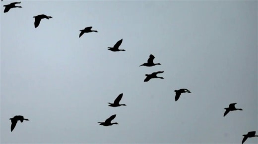 U.S. records its first human bird flu death