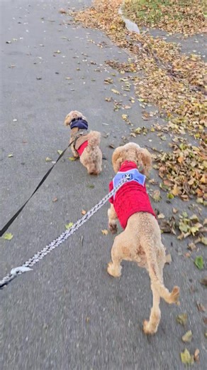 22 reactions | A successful walk and potty this morning with Raisin! Treats were very helpful for incentive. | Mary's Fluffy Fosters | Facebook