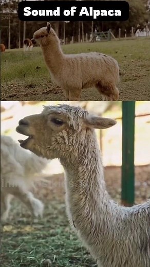 sound of alpaca | alpaca sound |animal sounds | #animalsounds #alpaca
