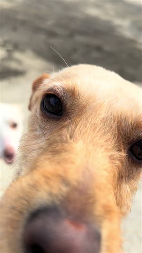 🔗 Puedes ver a todos nuestros animales en 👉 upranimal.es 📩 Contacto: 📬 upra.malaga@gmail.com 📞 681 286 742 (gestiones/voluntariado) 📞 640 699 137 (adopciones) (Mejor por WhatsApp 💬) 💛 Formas de colaborar: 📲 Bizum: 681 286 742 🏦 Transferencia: ES89 2103 0187 2300 3001 7281 💻 PayPal: uprapaypal@gmail.com 🤝 Teaming: teaming.net/unidadderescateyproteccionanimal 💌 Adopciones también a través de: 🇧🇪 Foundation Sanco | 🇩🇪 Hund-tut-gut.de | 🇫🇮 May’s Galgo Rescue | 🇫🇷 Galgos Sans Fam