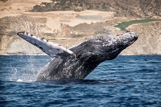 Whale Watching Cabo Tours - Cabo Trek