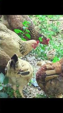 Starting the journey of restoring an abandoned farm.