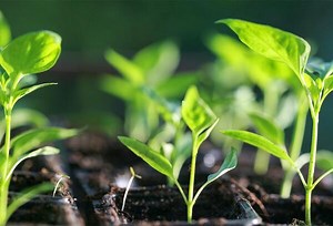 Calendrier des semis au potager - Gamm vert