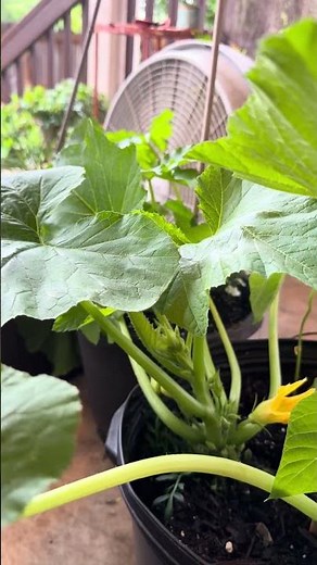 Helping my squash avoid powdery mildew