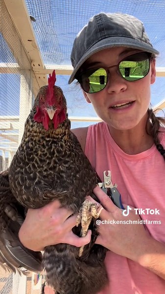 Replying to @ackalynkay The average chicken should not need nail trims as their nails are filed down while they scratch for bugs and food on the ground. Sometimes however, a foot deformity or an older bird may require a trim. My girl WT (Wonky Toe) Hennifer has to have her toe nail trimmed on occasion since she’s unable to file it down herself. Just like with dogs chickens do have a quick so if you cut them too short they will bleed. I use dog toe nail clippers to keep WT’s nails in good conditi