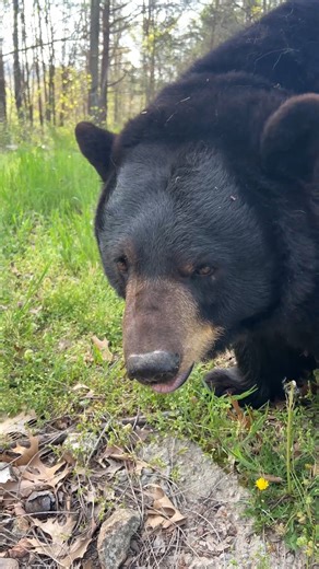 Good Morning from Lolli Bear. The bears enjoy foraging during Spring mornings. #bear #bears #wildlife #nature #native #blackbear #TCWR #TurpentineCreek #GFAS #GlobalFederationAnimalSanctuaries #RescueToRefuge #Sanctuary #BigCat #Cats #refuge #bearvideo #bearvideos #morning #goodmorning #morningroutine #morningwalk #morningmotivation #morningvibes #morninginspiration #hello | Turpentine Creek Wildlife Refuge