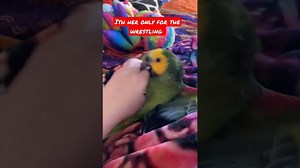 Amazon parrot plays boxing with his friend