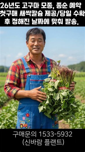 [Taking reservations for 2016 sweet potato seedlings. — New sales resume on May 18 (gyeongnigi.com)