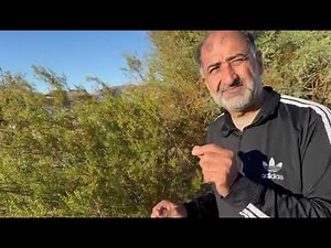 First interaction with Creosote in Nevada USA | Abdul Raziq Kakar PhD