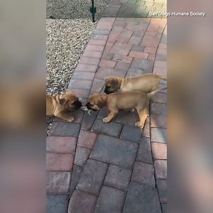 5.9K views · 113 reactions | Get ready for the cutest minute of your day!  Nine Rhodesian Ridgeback/Hound-mix puppies are going up for adoption at the San Diego Humane Society. Learn more about these adorable pooches below and how to apply to adopt here  https://www.10news.com/news/local-news/nine-puppies-rescued-from-under-van-in-san-diego-to-go-up-for-adoption | 10News – ABC San Diego KGTV | Facebook