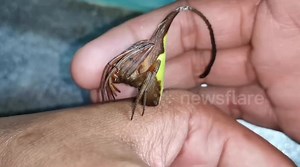 Clever spider disguises itself as dried mango leaf to avoid predators