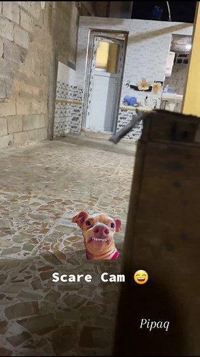 Dog Prank 😄 Scare Cam #scareprank #prank #funny #reaction #dog