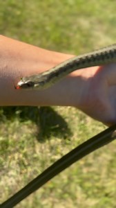 I have snakes everywhere on my farm. Black rat snakes, little brown snakes, garter snakes, etc. They are such an important part of the ecosystem. #snake #snakesofinstagram #snakefarmer #farmordie | The Punk Rock Farmer