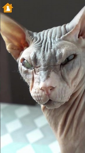 Why is my cat losing hair? Reasons for Hair Loss in Cats | Pets Guideline
