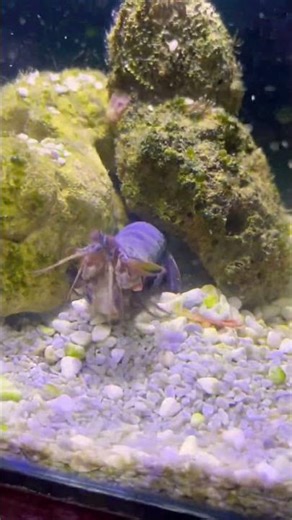Mantis shrimp catching prey in front of it #mantisshrimppunch