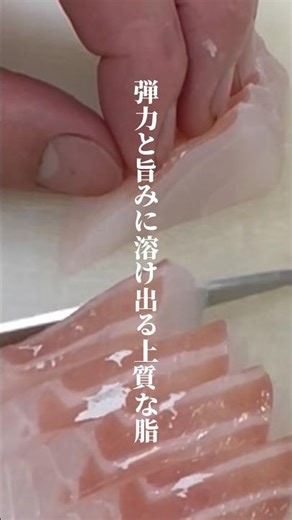 【スズキ】初夏のスズキ、脂がすごい#スズキ#刺身#旬の魚#福井グルメ#海鮮グルメ
