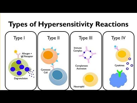 Hypersensitivity Reactions: Types 1 to 4 Explained with Examples