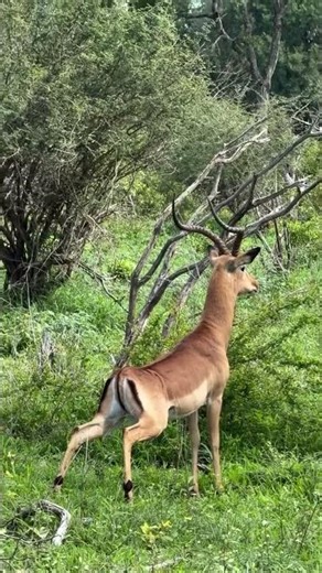 Impala sounding an alarm, a sharp, urgent call that signals danger nearby