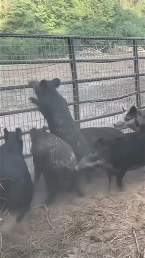 100 wild boars fell into a trap in the blink of an eye #wildboar #boarhunt
