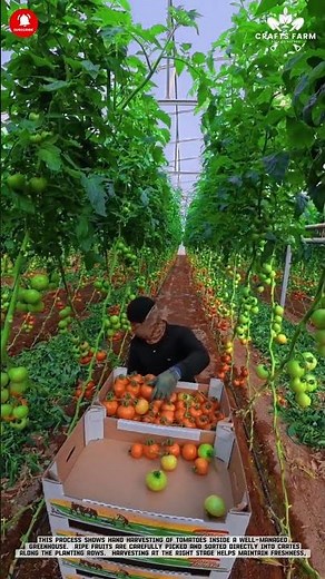 Greenhouse Tomato Harvesting: Organized Picking and Sorting for Fresh Market Supply