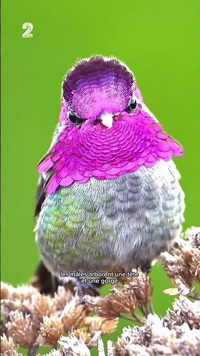 Les 5 plus beaux COLIBRIS du monde!! 😍🥰