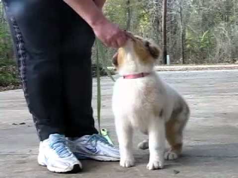 How To Leash Train A Puppy (Australian Shepherd)