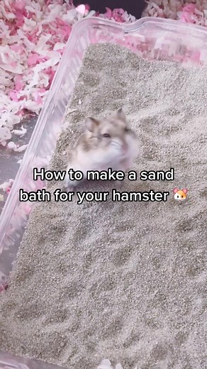 How to Make a Sand Bath for Hamster