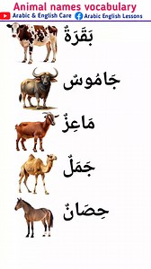 2.8K views · 1.4K reactions | Animal names in Arabic and English #speakarabic #onlinearabic #learnenglishonline #learnenglish | MD Atik | Facebook