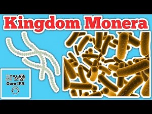 kingdom monera - sistem klasifikasi 5 kingdom