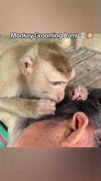 ASMR Monkey Grooming #asmr #monkeygrooming #relaxing #sleep #asmrshorts #monkey