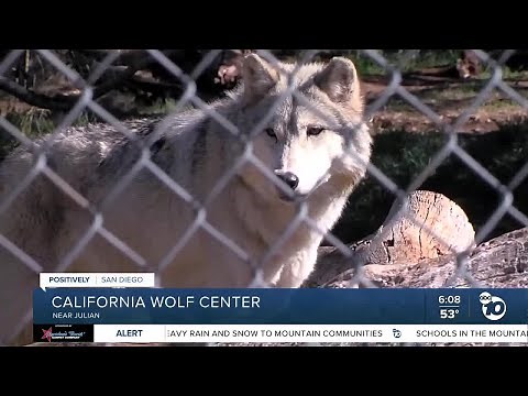 California Wolf Center works to restore critically endangered apex predator