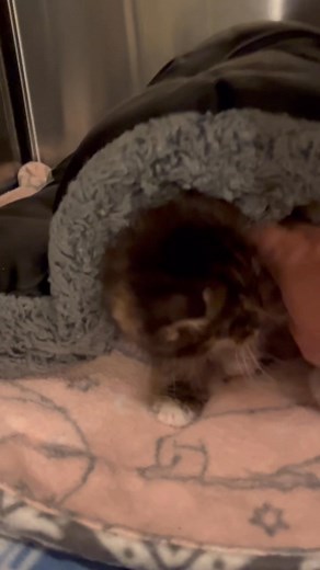 2.1K views · 181 reactions | This baby was found Thursday and brought to someone who is integral in saving lots of kitty lives at the park she lives in. She took care of this wee boy and brought him to us yesterday. He was already looking so much better! We aren’t sure how viable both eyes are but we will see how things clear up.  | Batta Cats | Facebook