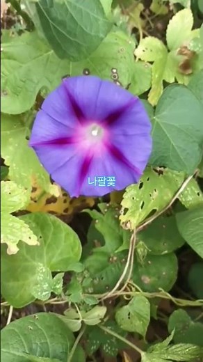 나팔꽃: #nature #flowers 여름 아침에 화려한 꽃을 피우는 한해살이 덩굴식물로, 울타리나 벽면 장식에 적합하다.