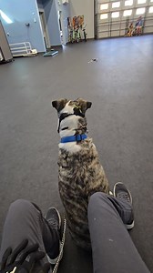 Establishing touch with a human aggressive dog. | Method K9