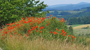 7,000+ Free Flowers Stock Videos - Pixabay