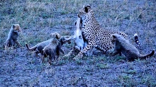 Cheetah Cubs Learn to Hunt as Mother Uses Impala Fawn as Live Training Lesson #Cheetah #Impala #WildlifeSurvival #NatureRaw #PredatorInstinct