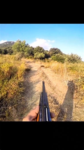 Охота на кабана с лучшим выстрелом и на ближней дистанции #hunting #wildboar #archery #chasse