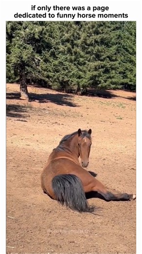 Funny Horse Moments | "🌟 When your horse has more personality than you! 🐴💥 Watch this majestic creature break all the stereotypes with its hilarious antics! 😂💨... | Instagram