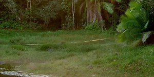 The small spider works the long web 25 meters above the river, and trap for the prey (Video)