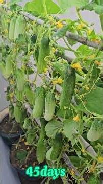 Episode 385 New techniques for growing cucumbers , Using a small space for growing cucumbers