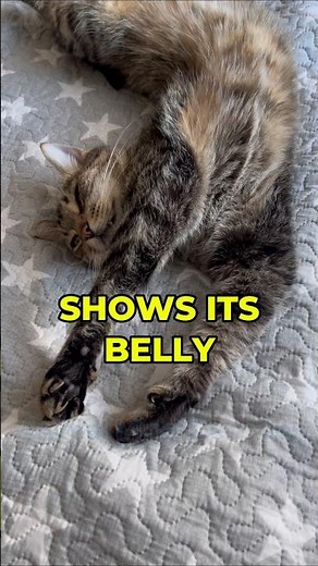 Your Cat Shows Its Belly — But Not for Belly Rubs... 🐱