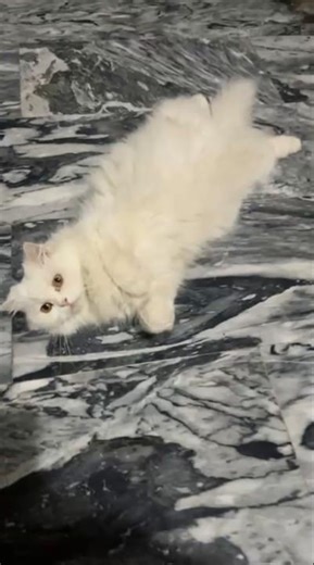 Fluffy Cloudy Caty🫶💖🐈