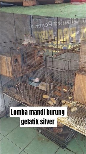 gelatik silver lomba mandi di kandang koloni #bird #burung