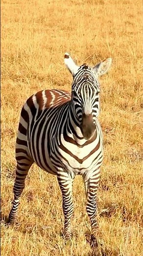 Zebra 🦓 | Striped Survivor & Savanna Speedster