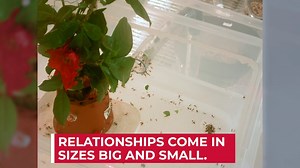 What can the new colony of leafcutter ants at Butterfly Biosphere teach us about romance? Turns out a lot! Watch the new leafcutter ant colony at Butterfly Biosphere at Thanksgiving Point destroy the flower of love in this time lapse video. | Thanksgiving Point