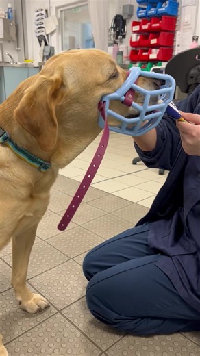 🐶 Muzzle Training = Less Stress at the Vet! 🏥 ✨ Muzzle training isn’t a punishment — it’s preparation. ✨ Here’s why you should consider muzzle training before your dog ever needs one: 🐕 If your dog is nervous around people or other dogs out in public (a muzzle can encourage others to give your dog space) 🐕 If your dog has the potential to be aggressive towards others out on walks 🐕 If your dog is prone to scavenging frequently on walks 🐕 If your dog struggles with handling or procedures, e