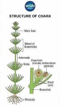 Structure of Chara (Algae)🌿 | NEET Biology