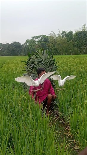 বক পাখি super funny video India united South Korea Vietnam Italy